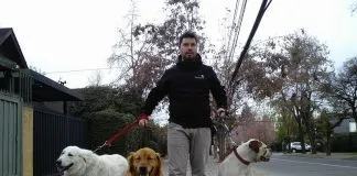 La importancia de pasear a nuestros perros