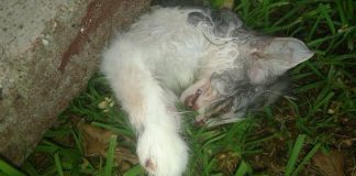 #VALPARAISO Denuncian cruel maltrato animal en la comuna de Cartagena