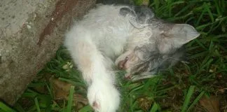 #VALPARAISO Denuncian cruel maltrato animal en la comuna de Cartagena