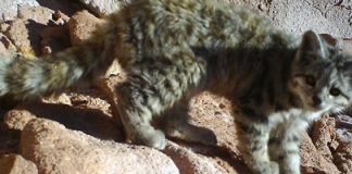 #ANTOFAGASTA Funcionarios de CONAF logran hacer primer registro fotográfico de gato andino