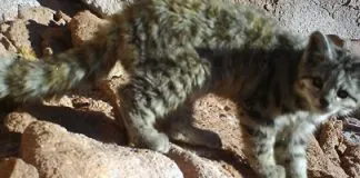 #ANTOFAGASTA Funcionarios de CONAF logran hacer primer registro fotográfico de gato andino