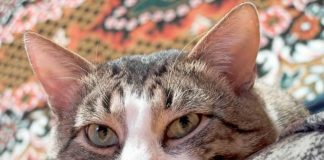 ¿ Qué es la Toxoplasmosis?