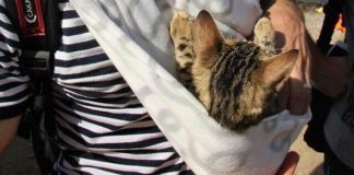 Refugiados sirios huyen de la guerra con sus animales