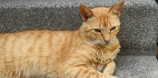 #PUNTOLEGAL Declaran admisible querella por abuso sexual de gatita en Quilpué