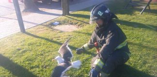 #BIOBIO Bomberos rescatan a gaviota que estaba atrapada en Concepción