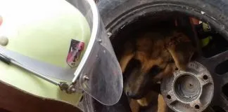 #TARAPACA Bomberos libera a perro atrapado en llantas de un vehículo en Iquique