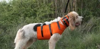 Desarrollan collares que monitorean la salud de los perros
