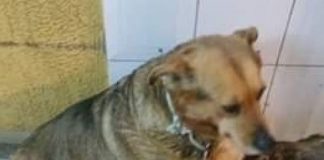 #BIOBIO Acusan uso excesivo de fuerza en operativo de captura de canes en la ciudad de Lota