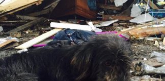 #COQUIMBO Rescatan a perro desde los escombros en el sector Baquedano del Puerto