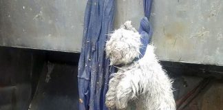 #LAARAUCANIA Municipio de Temuco responde por denuncia de supuesto caso de maltrato animal en camión de aseo