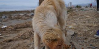 #COQUIMBO Animalistas de la Cuarta Región piden ayuda para ayudar a los animales afectados por tsunami