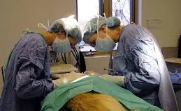 #COQUIMBO Programa de Hidatidosis inicia etapa de esterilización de perros en la región