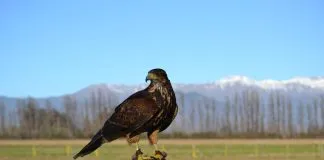 #OHIGGINS Liberaron a peuco rehabilitado en un centro de conservación de fauna universitario
