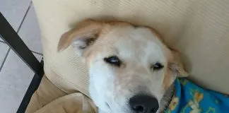#TARAPACA Farkas dono $600.000 para ayudar perrita con cáncer