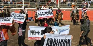 #SANTIAGO Activistas saltaron a medialuna en La Reina exigiendo la abolición del rodeo