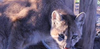 #BIOBIO La nueva vida de regaloneos en parque de Quillón de tres pumas rescatadas por el SAG