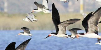 #VALPARAISO Declaran humedal del Río Maipo como sitio de importancia para aves playeras