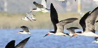 #VALPARAISO Declaran humedal del Río Maipo como sitio de importancia para aves playeras