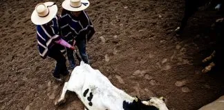 #LAARAUCANIA Animalistas de Temuco alzarán su voz contra el rodeo este sábado