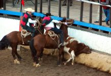 ¿Por qué se debe rechazar el proyecto de ley que busca declarar al rodeo como deporte nacional?