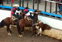 «Chile cambió,la mayoría ya no apoya el rodeo», señala Animal Libre frente a los resultados de la encuesta Criteria 2026