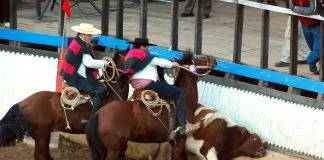 «Chile cambió,la mayoría ya no apoya el rodeo», señala Animal Libre frente a los resultados de la encuesta Criteria 2026