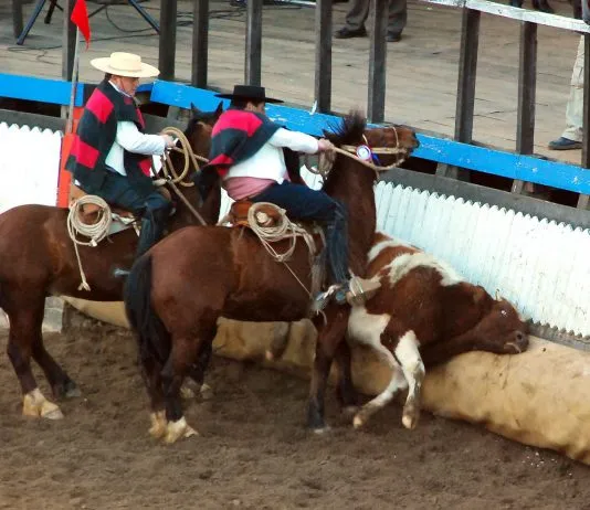 ¿Por qué se debe rechazar el proyecto de ley que busca declarar al rodeo como deporte nacional?
