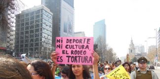 #VALPARAISO Inician debate legislativo de proyecto de ley que busca declarar al rodeo como una actividad de #maltratoanimal