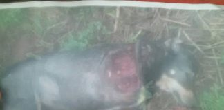 #MAULE Perro es asesinado y mutilado por sujeto al negarsele un vaso de vino