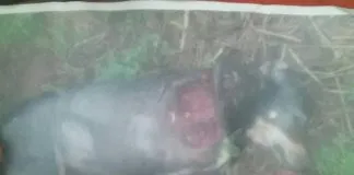 #MAULE Perro es asesinado y mutilado por sujeto al negarsele un vaso de vino