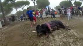 #ESPAÑA Rompesuelas fue abatido tras 20 minutos en celebración del Toro de la Vega