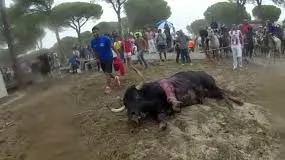 #ESPAÑA Rompesuelas fue abatido tras 20 minutos en celebración del Toro de la Vega