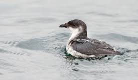#ATACAMA Con títeres Conaf enseñó a los niños de Carrizalillo a proteger al yunco