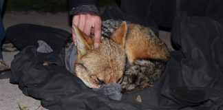 La historia del zorrito culpeo rescatado camino a Los Andes que falleció por un paro cardio respiratorio