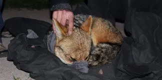 La historia del zorrito culpeo rescatado camino a Los Andes que falleció por un paro cardio respiratorio