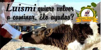 #VALPARAÍSO El ternero Luismi sigue luchando por su rehabilitación