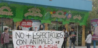 #SANTIAGO Activistas protestan exigiendo la liberación de Sasha a Mampato