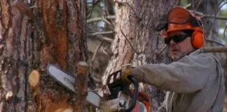 #LOSRIOS Denuncian tala ilegal de alerce milenario en la región