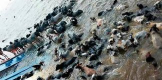 #BRASIL Barco con 5000 vacas naufraga en el Río Amazonas