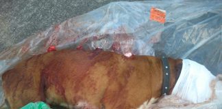 #LOSLAGOS Perro boxer es asesinado luego de entrar a la casa de un vecino en Puerto Montt