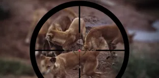 #MIRADANACIONAL Mañana se discutirá en el Congreso el proyecto de ley que busca permitir la caza de perros asilvestrados en Chile