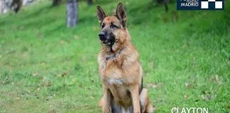 #ESPAÑA Pasa a retiro Clayton, policía canino de Madrid
