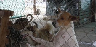 #COLOMBIA Proponen cárcel para quienes maltraten a los animales