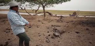 #COLOMBIA Mueren más de 34.000 animales por sequía que afecta al país hace unos meses