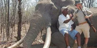 #ZIMBABUE Un cazador alemán mata al elefante más grande del país