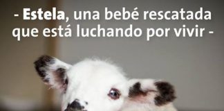 La sorprendente historia de Estela, la ovejita que lucha por sobrevivir en el Santuario de Igualdad Interespecie