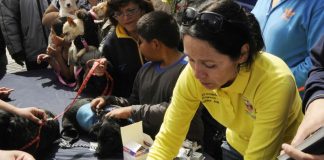 #TARAPACA Más de mil mascotas serán esterilizadas gratis en Pica y Alto Hospicio
