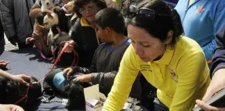 #TARAPACA Más de mil mascotas serán esterilizadas gratis en Pica y Alto Hospicio