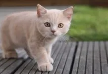 Cuestionan fuertemente a Khloé Kardashian,tras reconocer que le amputó las garras a sus gatos