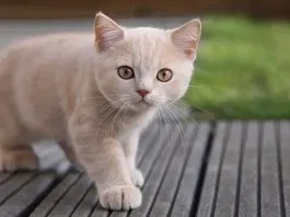 Cuestionan fuertemente a Khloé Kardashian,tras reconocer que le amputó las garras a sus gatos
